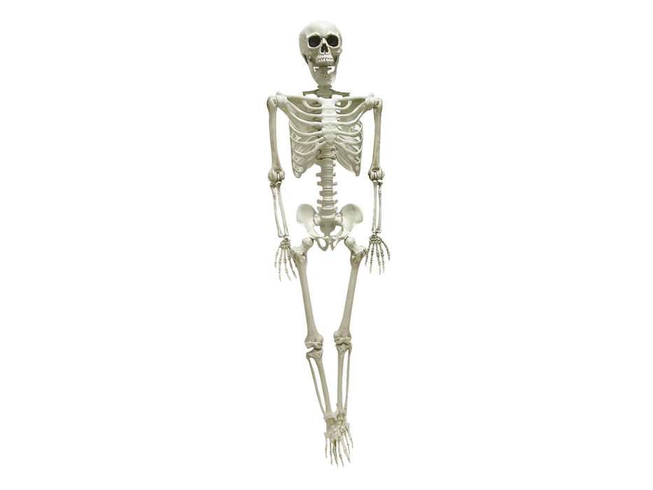 Esqueleto 153Cm