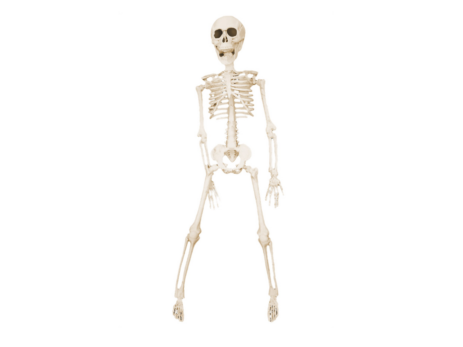 Esqueleto 40Cm