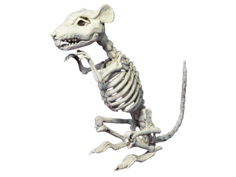 Esqueleto Rata 33 Cm