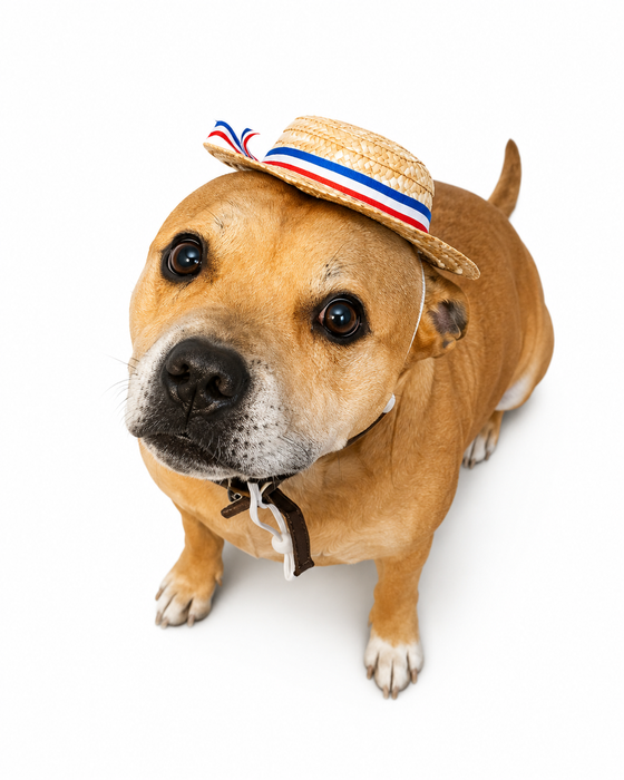 Chupalla para Perro