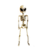 Esqueleto de alien colgante de 62 cm color hueso con cabeza de extraterrestre y ojos negros