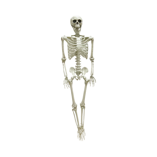 Esqueleto humano de cuerpo completo de 153 cm color hueso