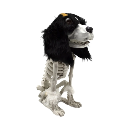 Esqueleto de perro sentado con cabeza de pelaje negro y cuerpo color hueso