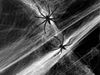 Tela araña blanca de Halloween estirada con arañas negras