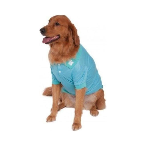 Perro grande con polera polo celeste con cuello turquesa, botones y huella blanca